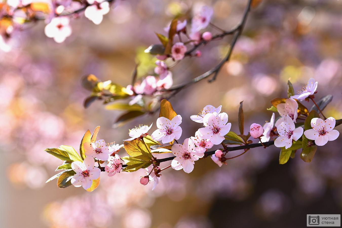 Фотообои \"Цветущая весна\" - Арт. 170959 | Купить в интернет-магазине Уютная  стена