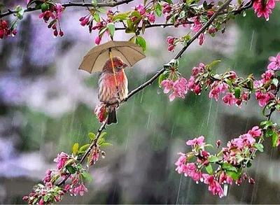 Весенние цветы капли дождя, аннотация размытый фон цветы свежий дождь |  Премиум Фото