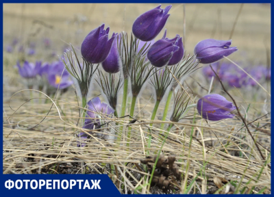 Дикая природа Белогорья. Весна. Апрель - YouTube