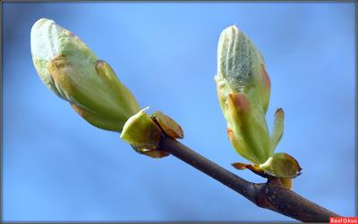 Яблони в цвету) #весна #апрель #сад #яблоницвет #природа #цветы #Almaty  #flowers#garden#spring | Flowers, Rose, Plants