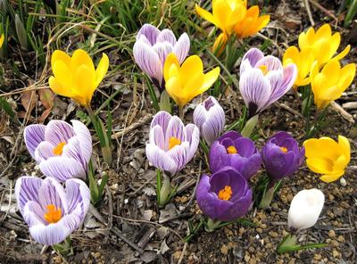 привет цветы весна фон Full Hd вектор, весной, цветочный фон, весенний  клипарт фон картинки и Фото для бесплатной загрузки