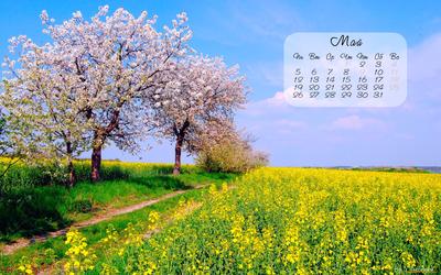 Картинки цветы, вишня, ветка, макро, дерево, природа, весна, фон, фиолет -  обои 1280x800, картинка №93040