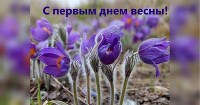Поздравления с первым днем весны - проза, стихи, открытки - IVONA.UA