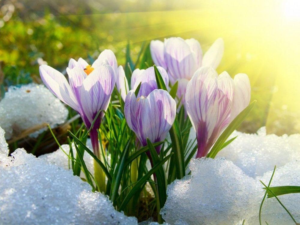 Весна. Картинки » 24Warez.ru - Эксклюзивные НОВИНКИ и РЕЛИЗЫ