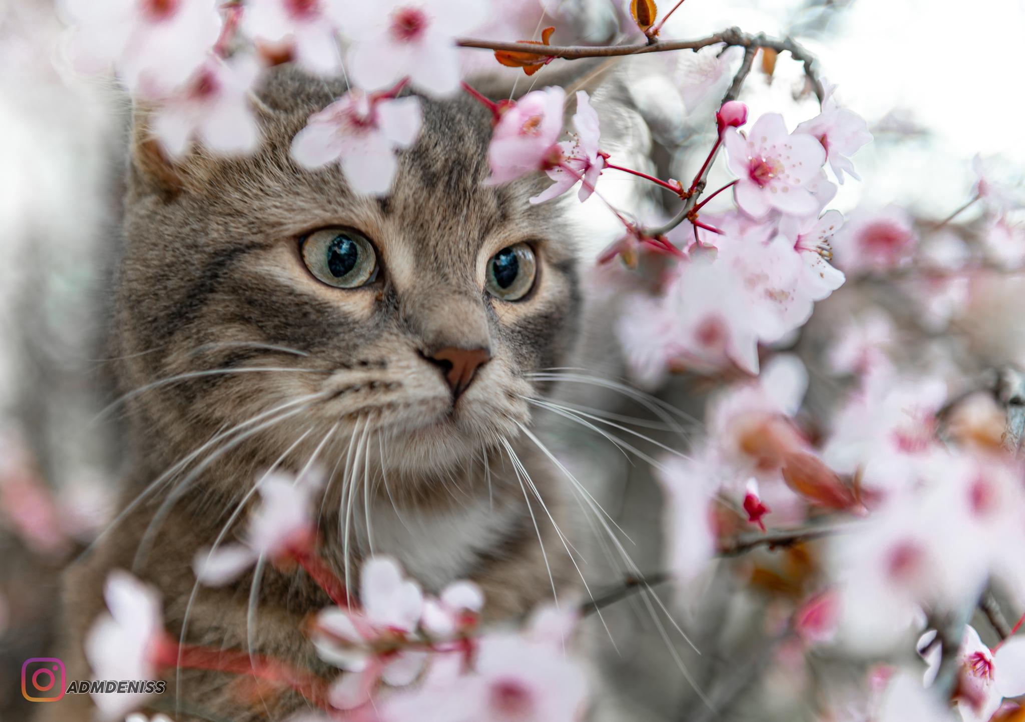 Весна коты картинки фотографии