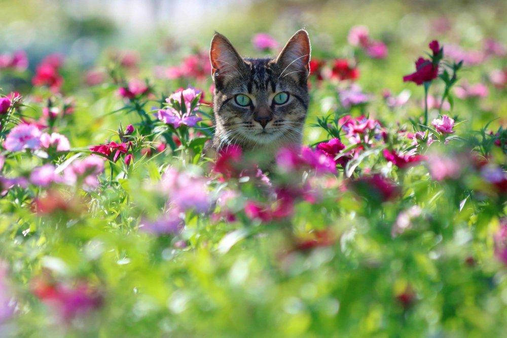 Tatiana22. :: кошки :: коты прилетели, весну принесли