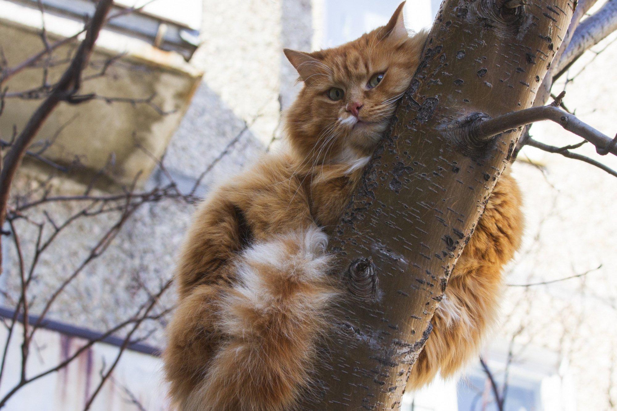 весна котов стоковое фото. изображение насчитывающей меховой - 9136762