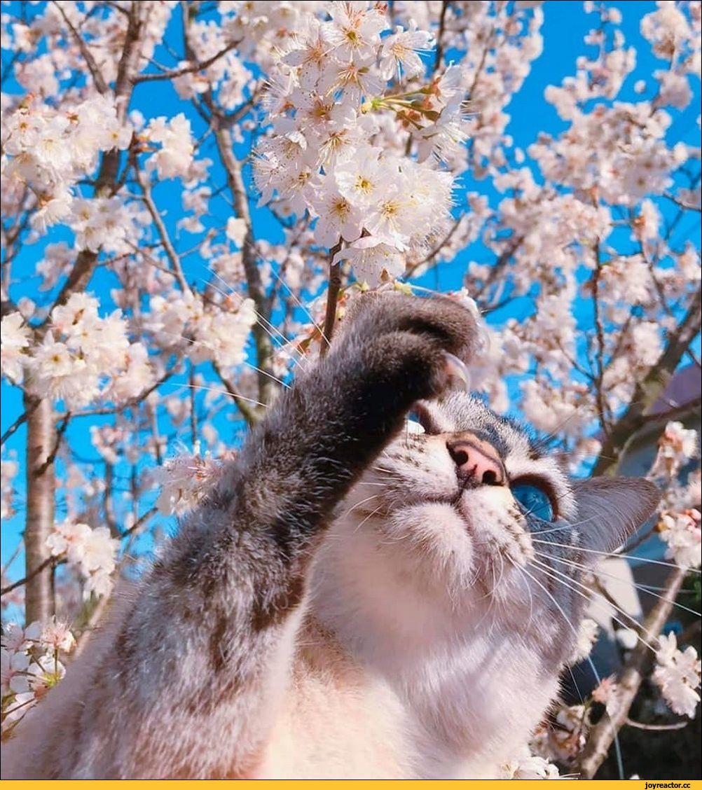 Весна пришла, коты прилетели » BigPicture.ru