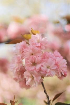 Картинки вишня, река, деревья, цветение, закат, пейзаж, весна, сакура,  цветущая сакура - обои 1600x900, картинка №167707