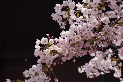 Сакура. Цветущая сакура. Весна. Цветы. Sakura. Cherry blossoms. Spring.  Flowers. | Flowers, Rose, Plants