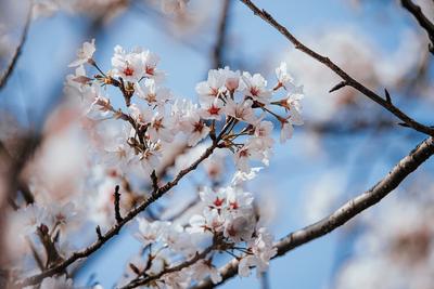 Когда цветет сакура весной 2023 и как долго