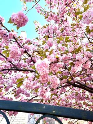 Цветущая сакура на фоне природы весеннего неба И картинка для бесплатной  загрузки - Pngtree
