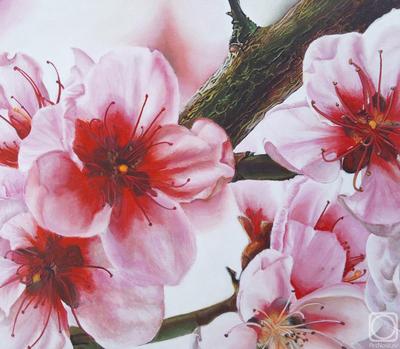 Скачать обои небо, ветки, весна, сакура, цветение, pink, blossom, sakura,  раздел цветы в разрешении 4896x3264