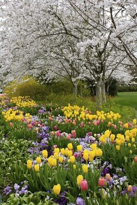 идеи фото весна тренды | Весенние фотографии, Тюльпаны, Цветы
