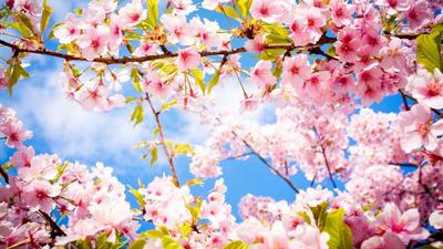 Природа, Весна - Красивые Бесплатные фото обои для рабочего стола windows  #28