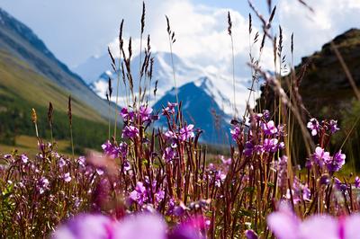 Картинки весна, горы, луга, цветы, красиво - обои 1280x800, картинка №171645