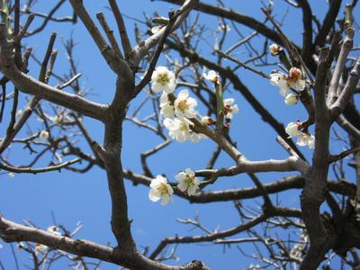 Весна в Японии | Nippon.com
