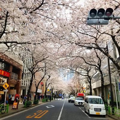 Весна в Японии | Пикабу