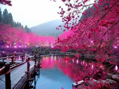 Весна в Японии , сакура цветёт, …» — создано в Шедевруме