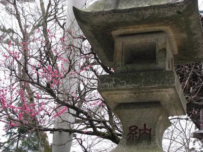 Весна В Японии — стоковые фотографии и другие картинки Взрослый - Взрослый,  Фурисодэ, Sakura Matsuri - iStock