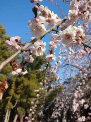 Купить картину Весна в Японии - Art Compass Club