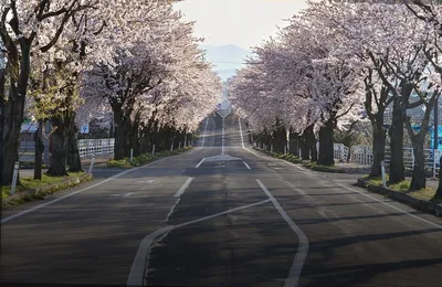Весна в Японии - это не только сакура! Февральский фотоотчёт из Осаки |  Дневник Усаги о жизни в Японии | Дзен