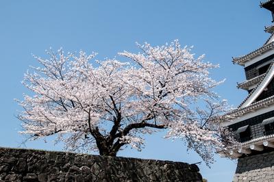 🔶ЯРОСЛАВА🔷 весна в японии, сакура…» — создано в Шедевруме