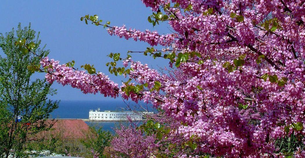 Цветущая весна в Крыму! | Санаторий Мисхор
