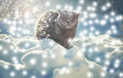 Картина \" Вот и зима пришла \"» картина Щавлёвой Светланы маслом на холсте —  купить на ArtNow.ru