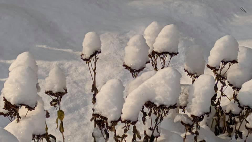 Вот и зима пришла на Алтай | Живет село | Дзен
