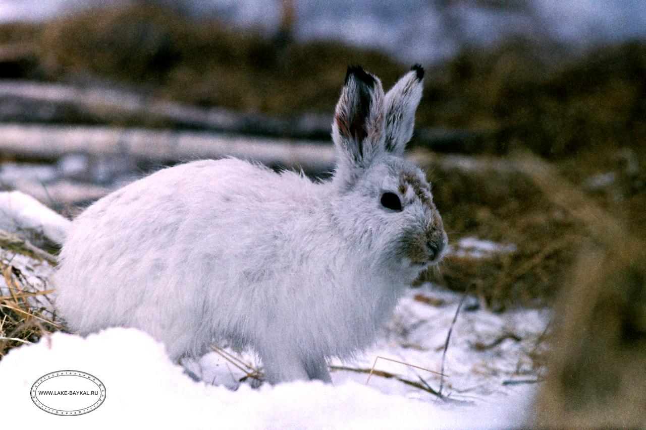 Белые Кролики В Снегу Кролик Зимой Белый Заяц — стоковые фотографии и  другие картинки Без людей - Без людей, Белый, Гора - iStock