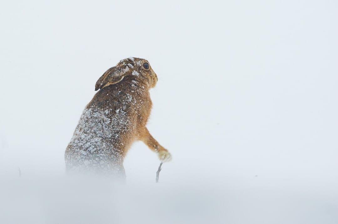 Лесной красавец белый заяц зимой» — создано в Шедевруме