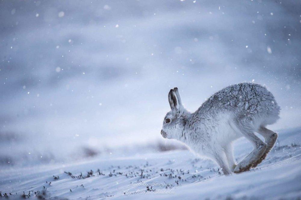 Заяц зимой (140 фото) - 140 фото