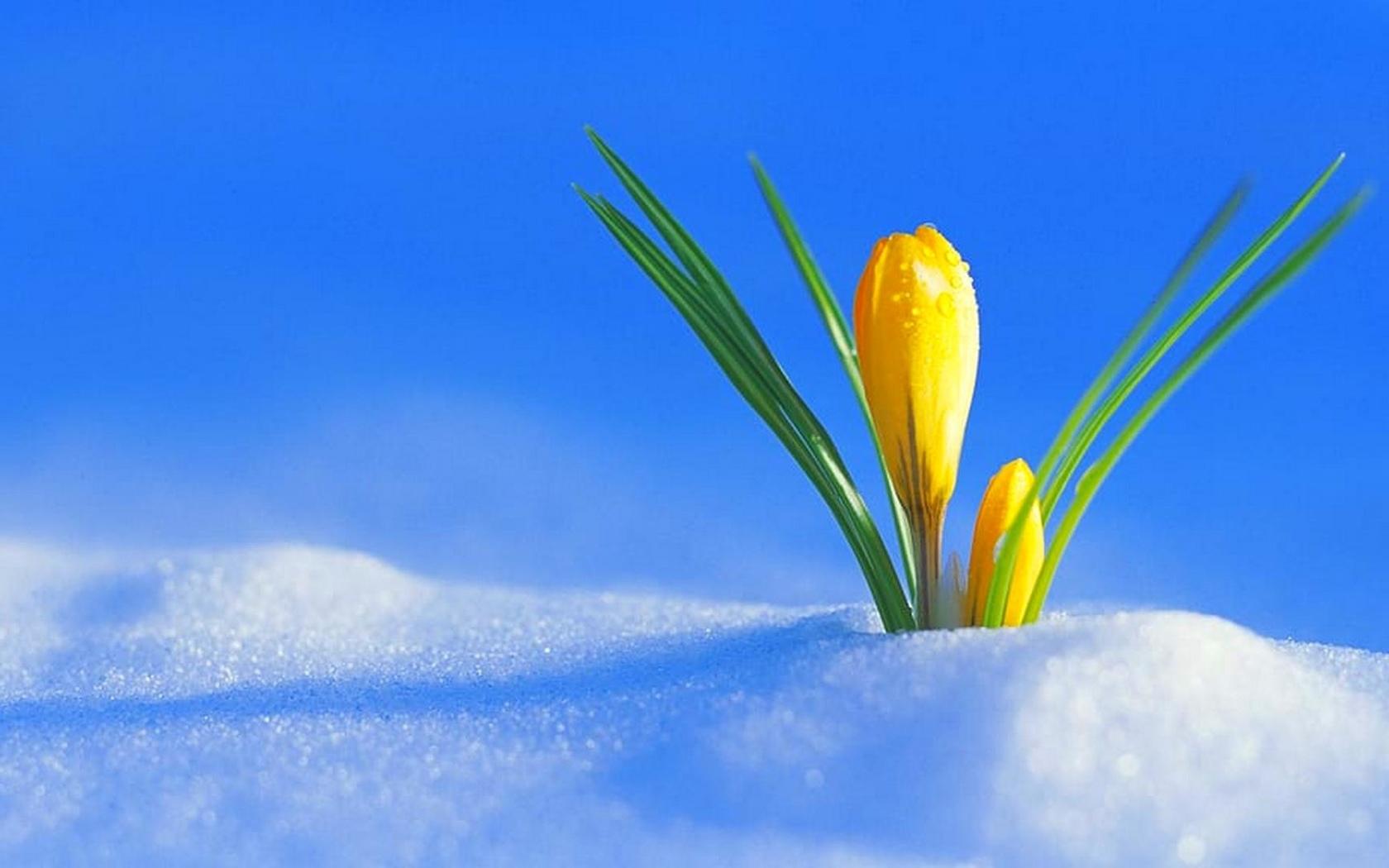 Стихотворение «А завтра весна !», поэт Осенняя Бирюза