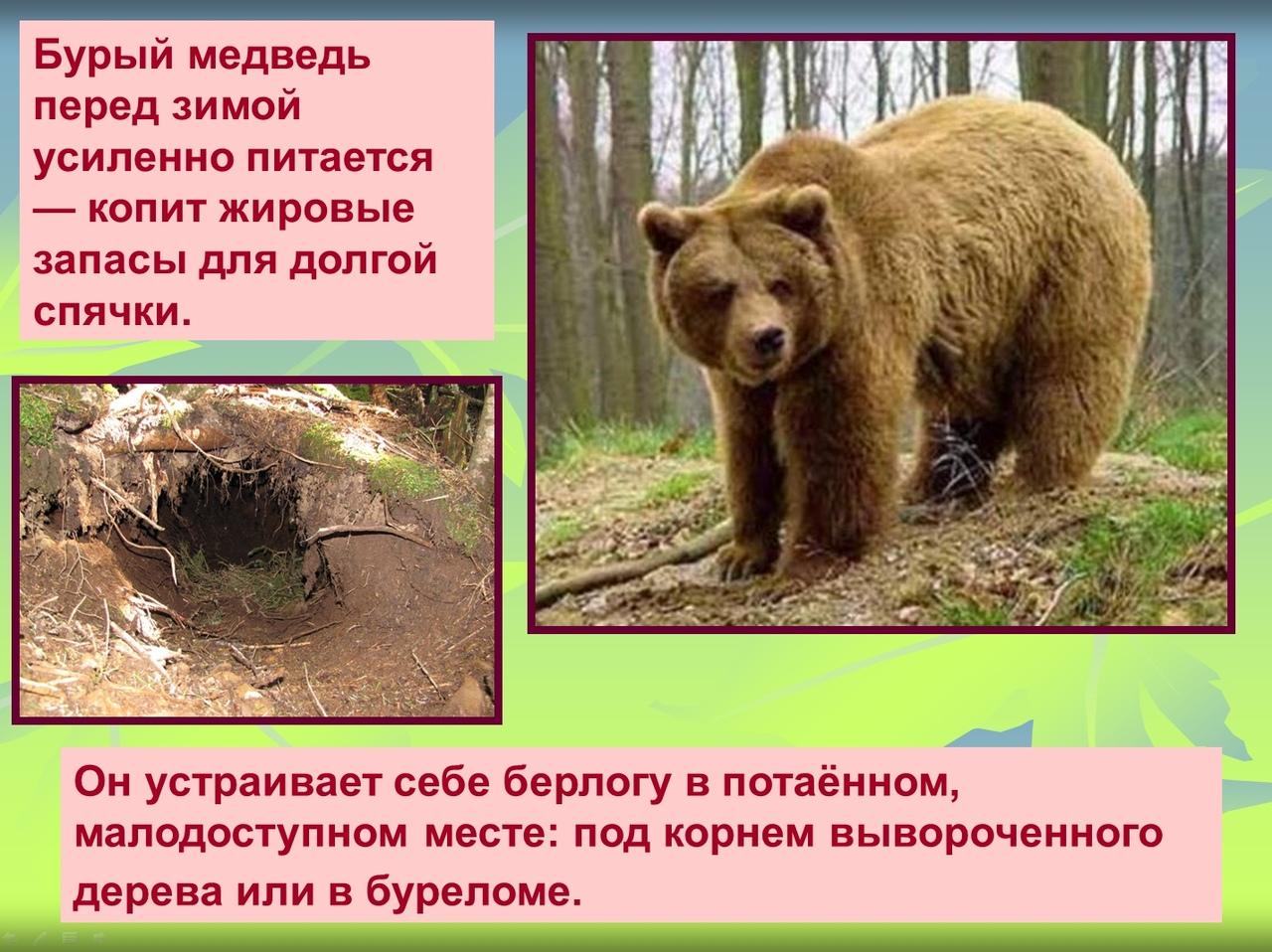 Тишина у берлоги!» Как Минский зоопарк готовятся к зиме