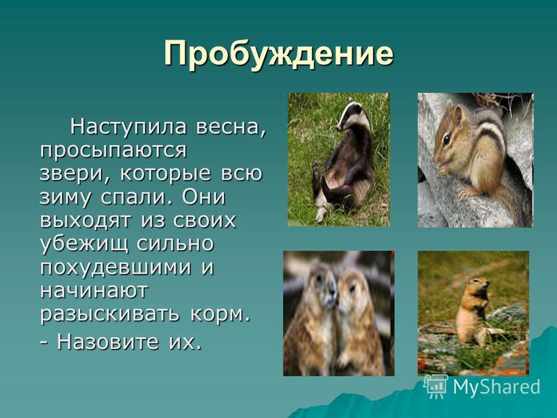 Животные весны и элементы дизайна Иллюстрация вектора - иллюстрации  насчитывающей ангстрома, кролик: 90458659