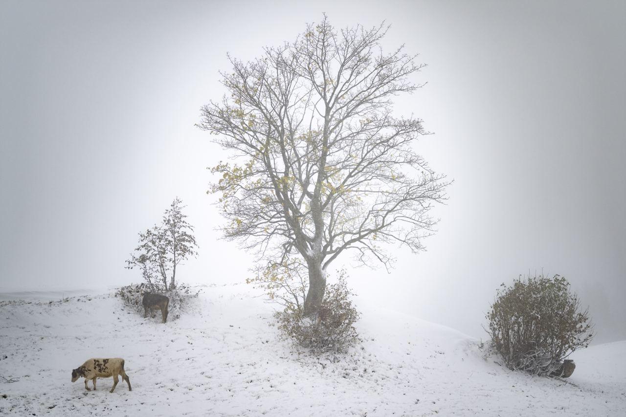 Зима близко. Photographer Andrey Ershov
