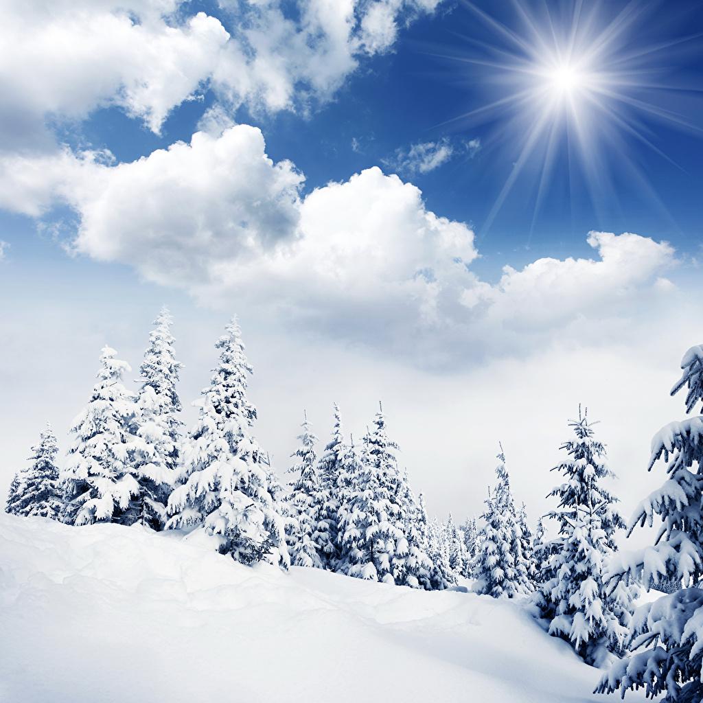Фотографии Ель Зима Солнце Природа Снег Облака Времена года