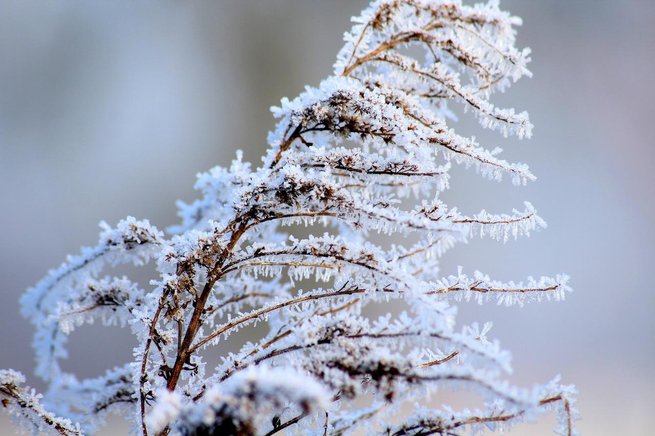 Месяц январь – зимы государь | Библиотеки Архангельска