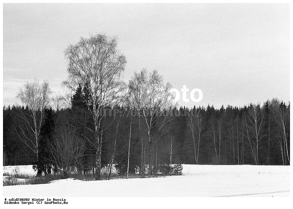 Березы зимы снежные черно-белые Стоковое Изображение - изображение  насчитывающей роща, тавром: 124412545