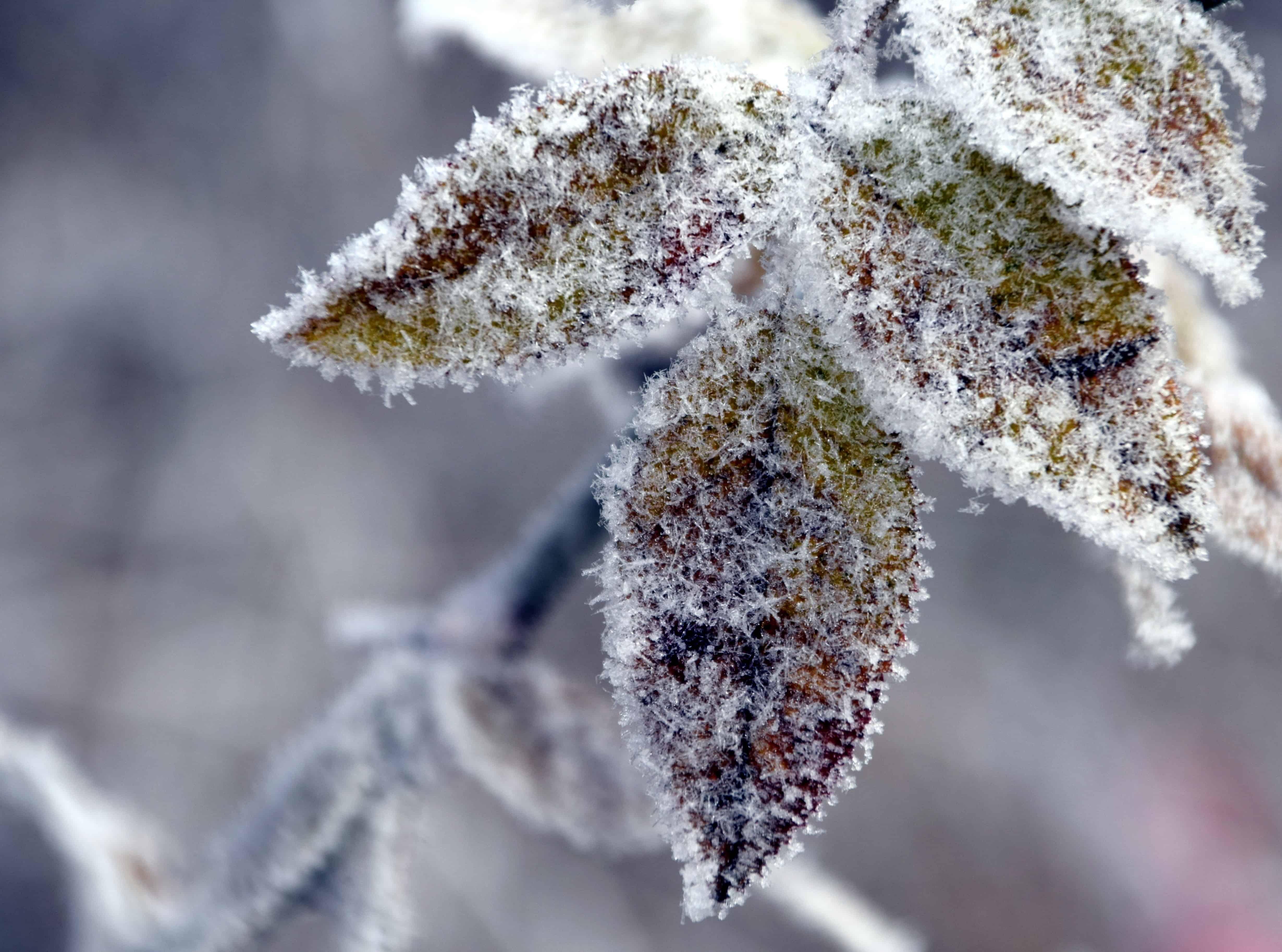 Природа, зима, морозная дымка, без …» — создано в Шедевруме