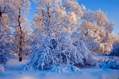 Картинки на заставку телефона зима природа (69 фото) » Картинки и статусы  про окружающий мир вокруг