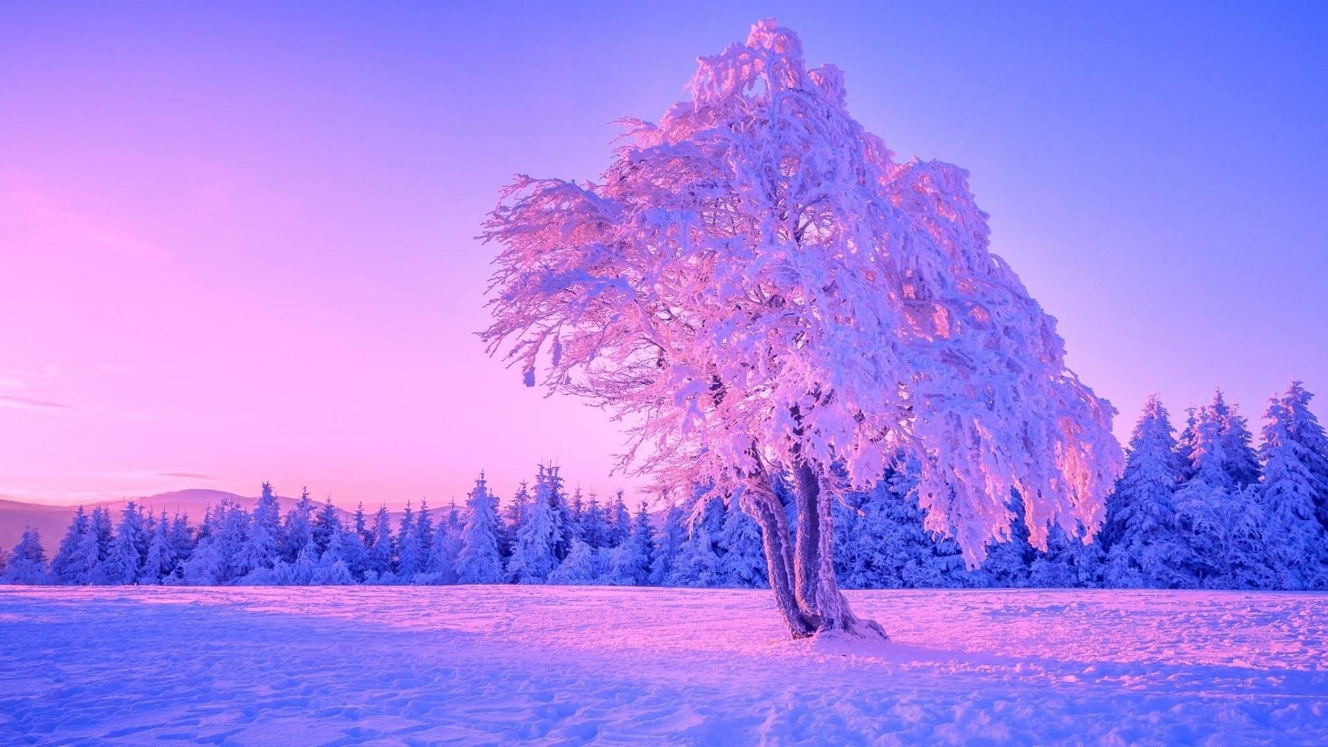 Картинки зима, лес, снег, свет, фонари, вечер, деревья, природа, зима -  обои 1920x1080, картинка №37195