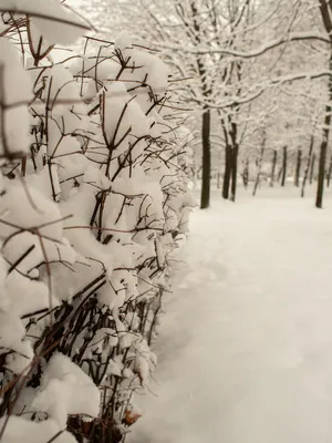 Зима — это чистейшее начало года, и только от нас зависит, какие следы мы  оставим. | РАДУГА ОТКРЫТОК | ВКонтакте