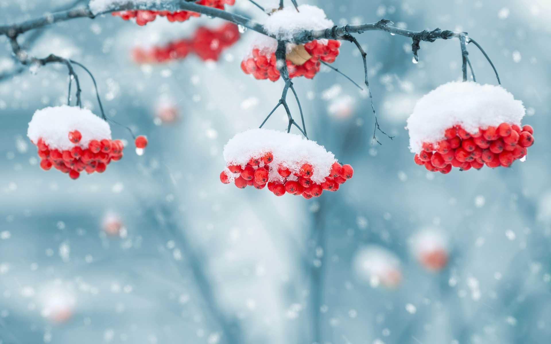 Украшение зимы: как появился снеговик