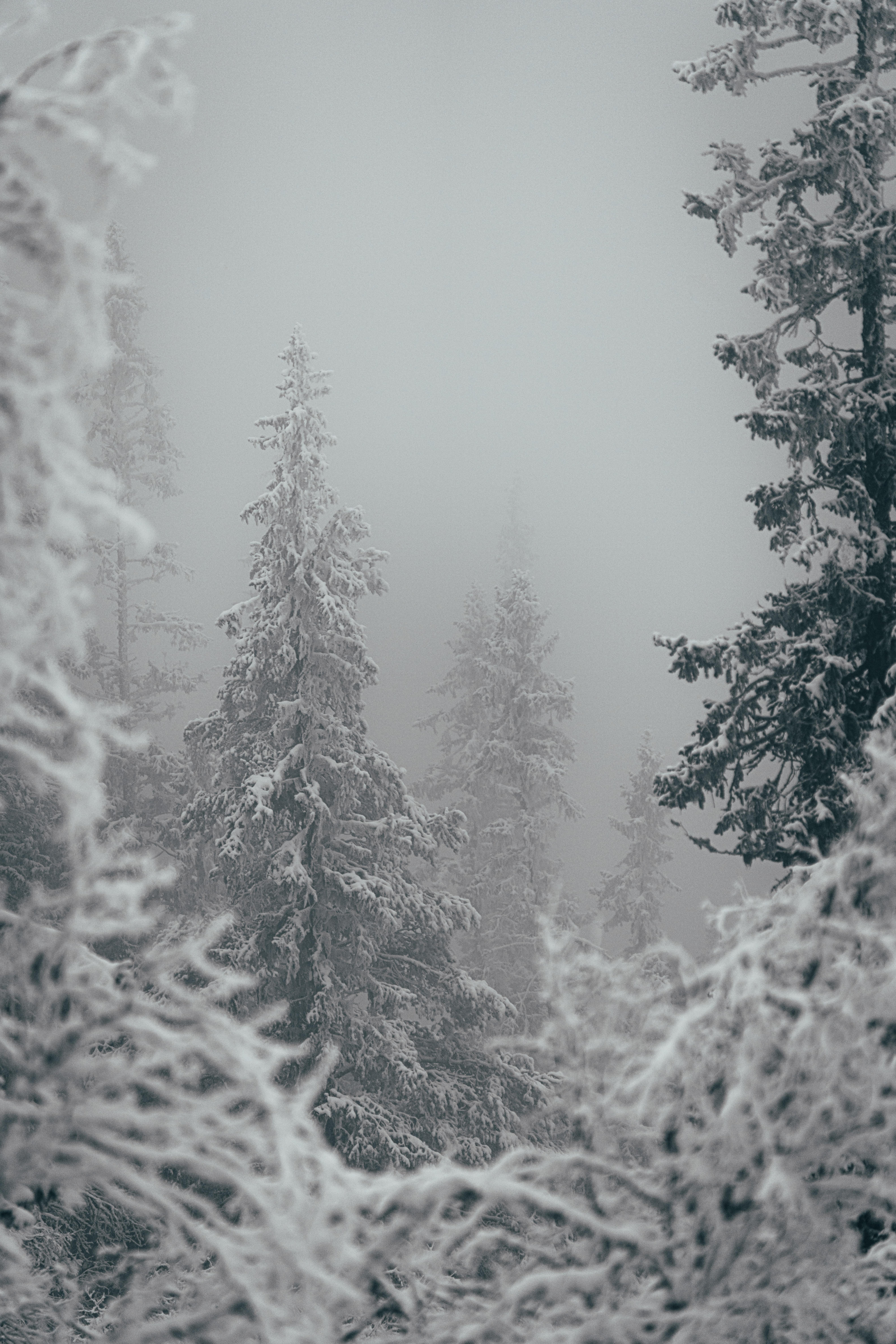 Скачать 6336x9504 деревья, снег, зима, метель обои, картинки