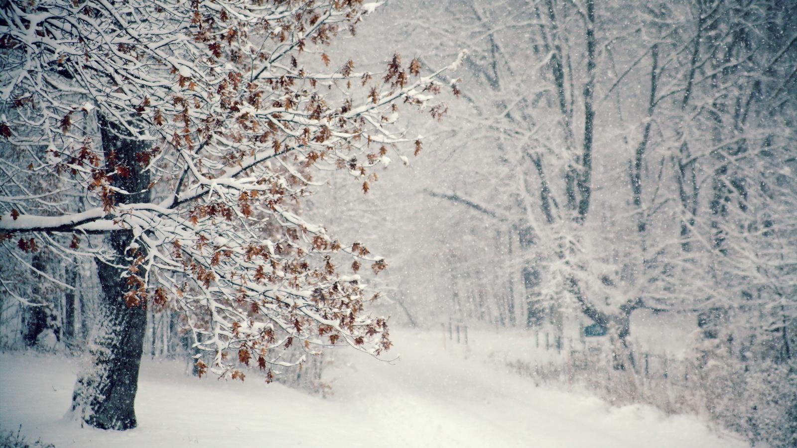 Картинки метель, снег, дерево, Зима - обои 1600x900, картинка №52582