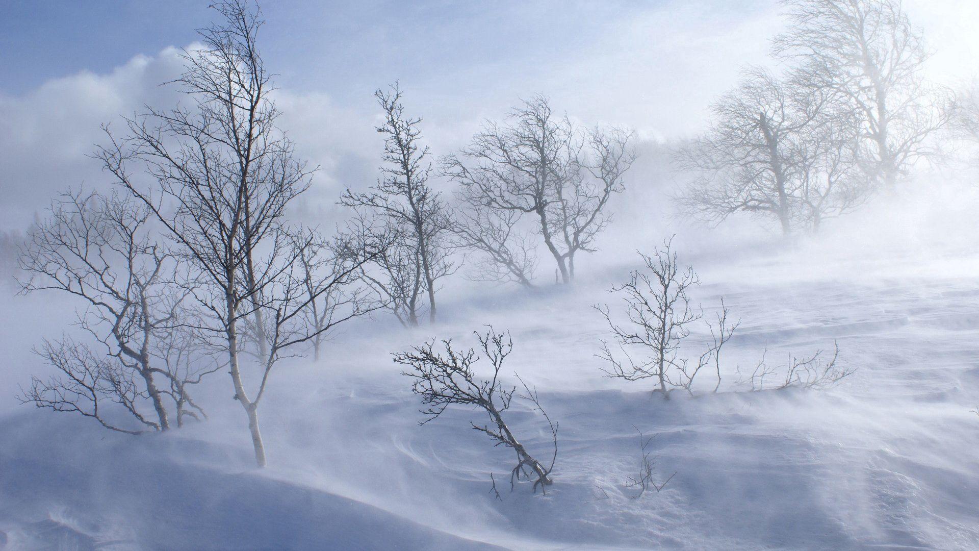 Скачать 1920x1080 деревья, зима, вьюга, ветер, снег обои, картинки full hd,  hdtv, fhd, 1080p