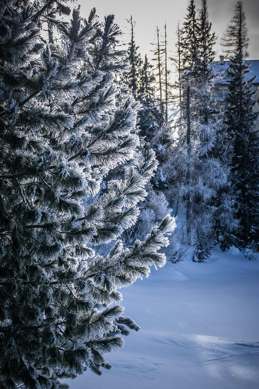 Зима Мороз Снег - Бесплатное фото на Pixabay - Pixabay