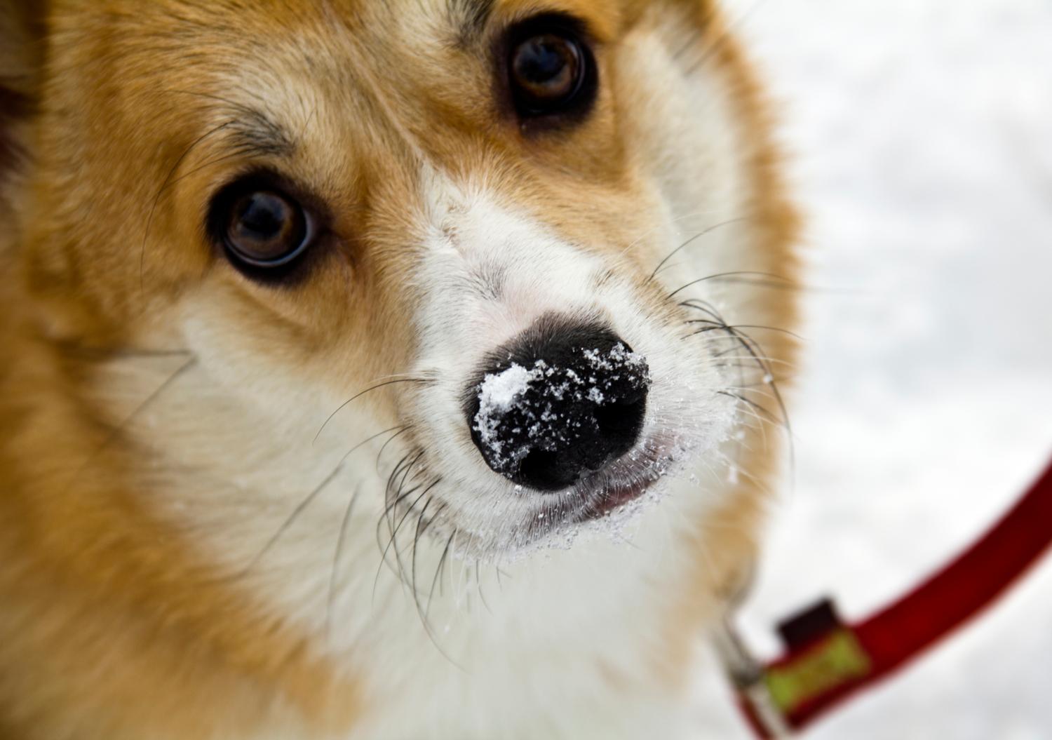 Зима на носу. Забавы со снежным псом — DRIVE2